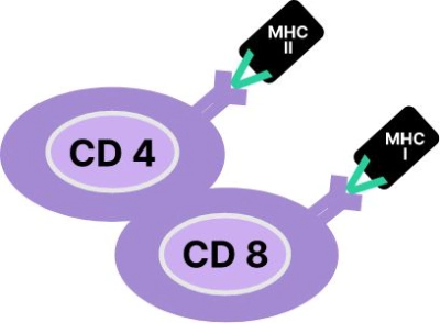 cd4 cd8