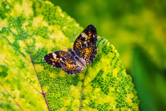 selective focus shot beautiful orange color butterfly leaf